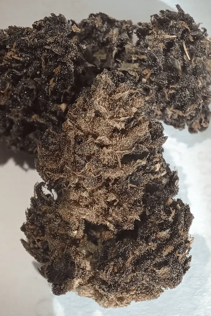 BLUE MERINGUE DIESEL – Chanvre Noir x Pinnacle Solutions [FLEURS]